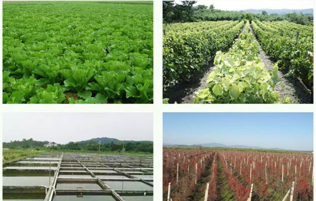 kiwi fruit powder factory price