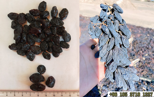 black raisin wholesale price