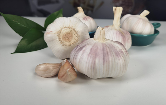 bulk fresh garlic price