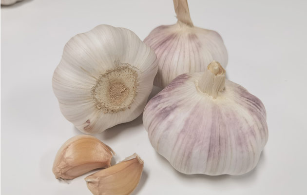 fresh garlic product 