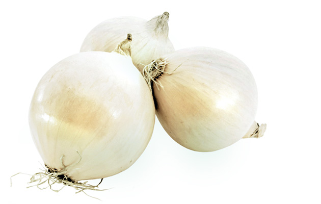bulk fresh onion price